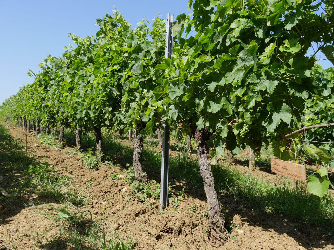 Виноградник на урожай